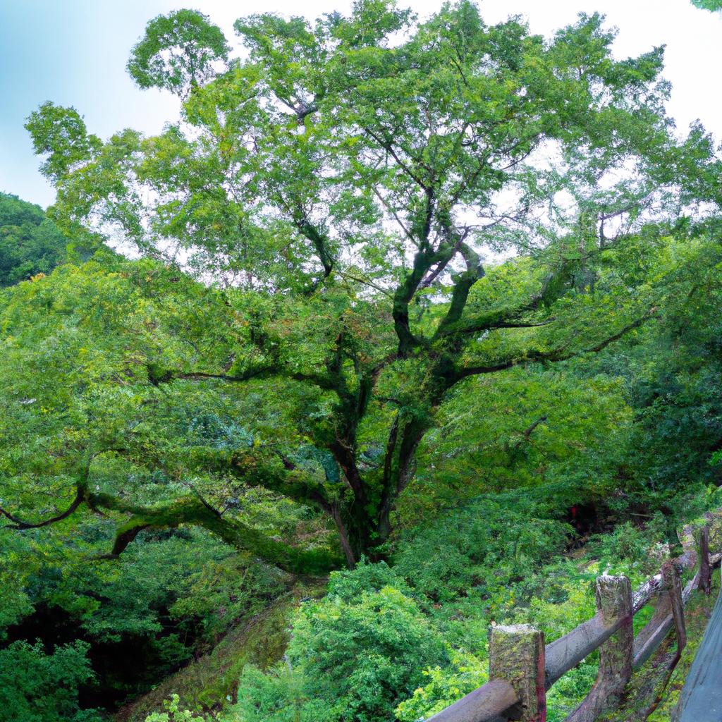 持続可能な箕面市のために、樹木管理とメンテナンスを見直しましょう！